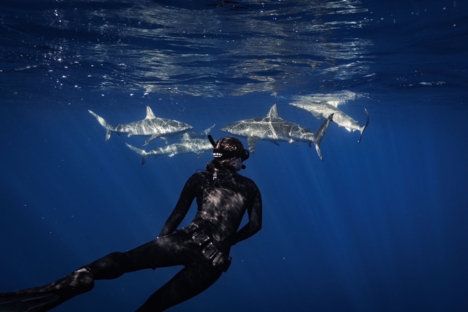 Experience thrilling shark diving with Ocean Addict Shark Excursions, offering 3-hour private trips and open water dives for up to 36%