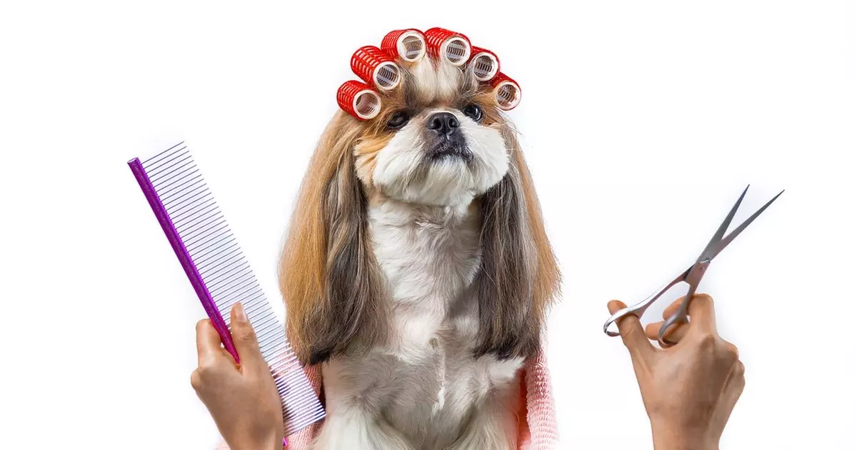 Up to 30% Off on Mobile Grooming at Barks & Bubbles Mobile Pet Grooming - Primary Image