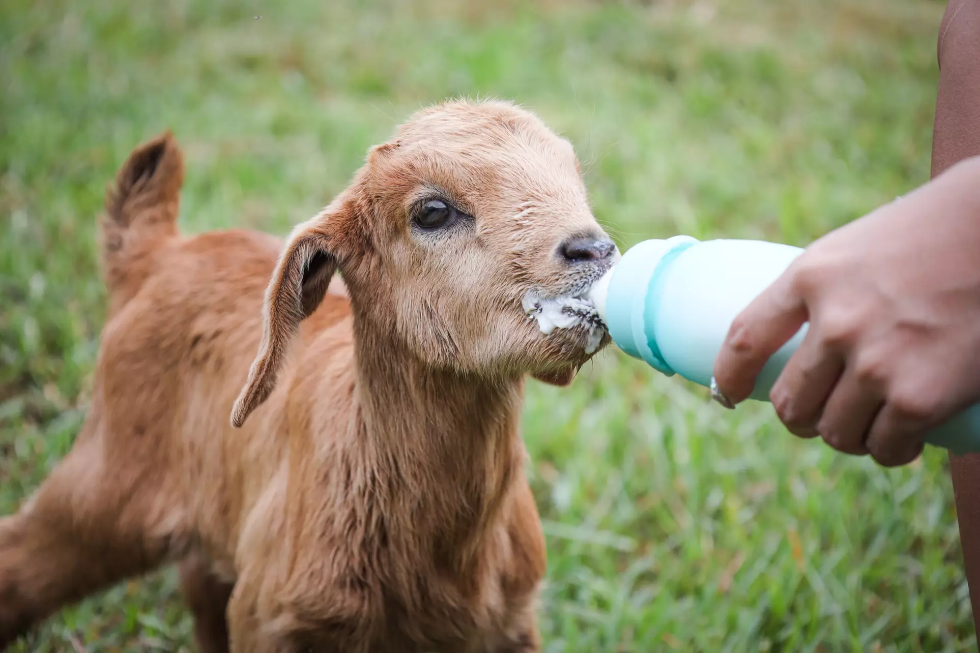 Up to 53% Off on Farm Tour at Ohana Ranch