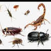 Image 3: Up to 55% Off on Exterminator at Impressive Exterminating Pest Control
