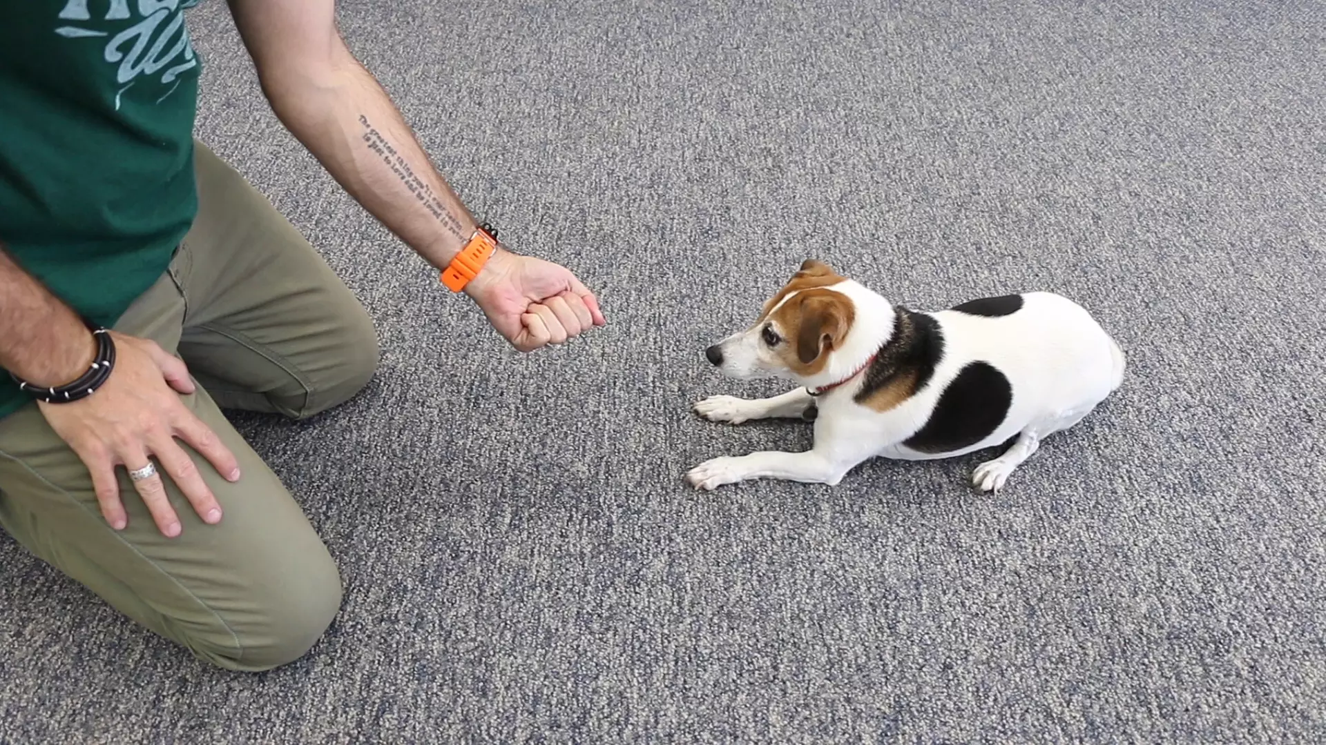 Up to 90% Off on Dog Care Training Course at International Open Academy - Primary Image