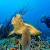 Image 1: Private PADI Scuba Certification Course Including All Scuba Gears