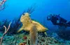 Private PADI Scuba Certification Course for One or Two People, Including All Scuba Gears (Up To 22% Off)