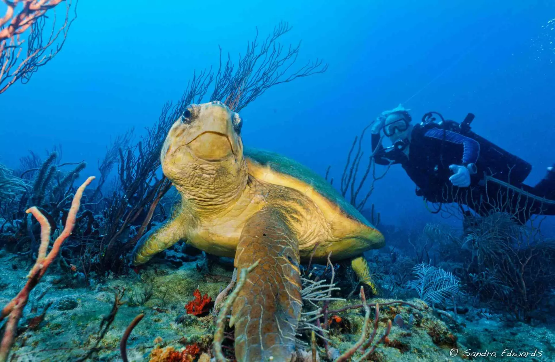 Private PADI Scuba Certification Course for One or Two People, Including All Scuba Gears (Up To 22% Off) - Primary Image