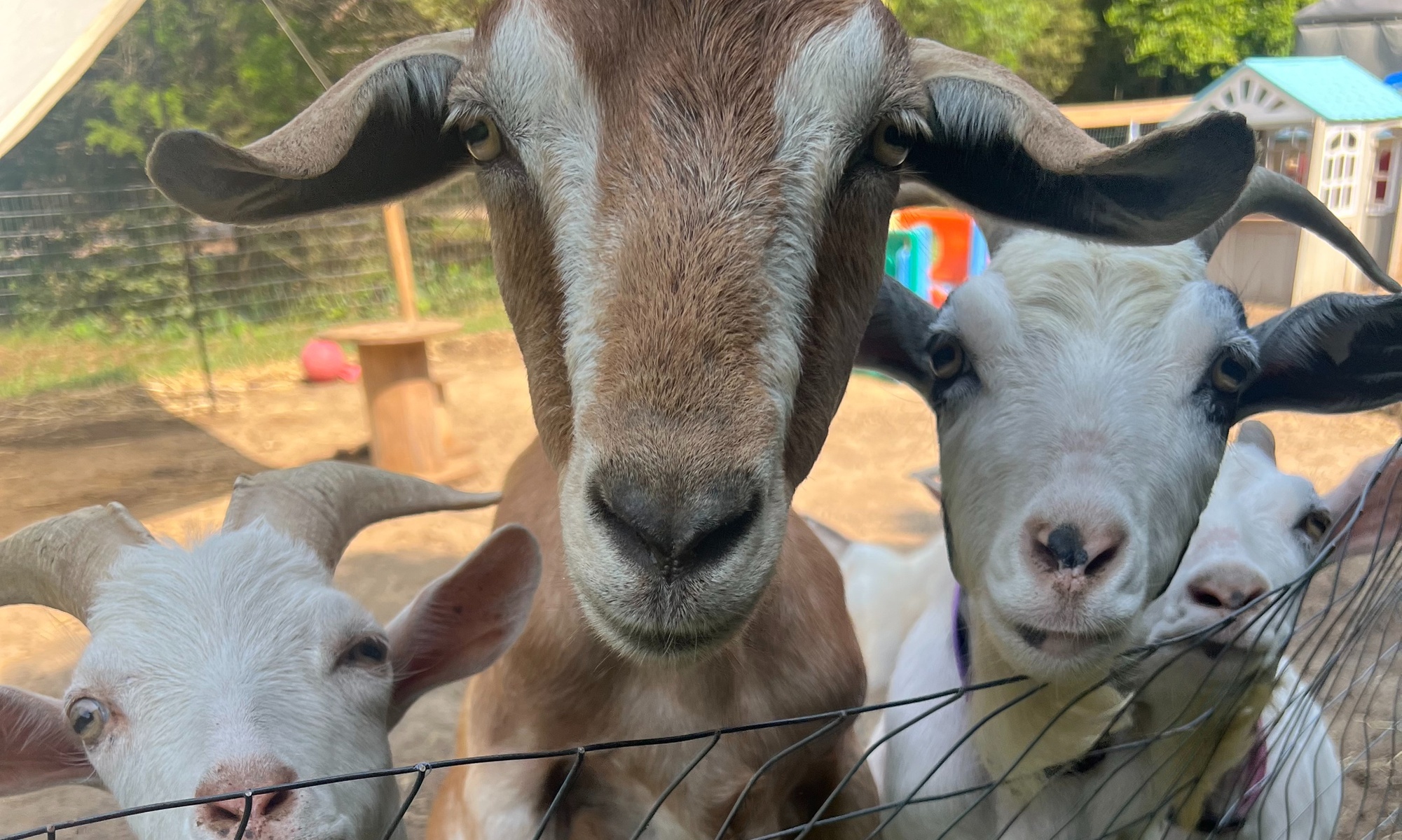 Cute Goats Cuddle Session Tickets to Rescue Ranch Petting Zoo
