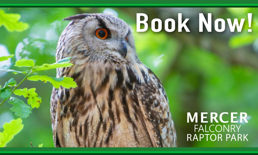Image 6: Enjoy a 1/2 Hr Falconry Experience for all ages 4+ at Mercer Falconry
