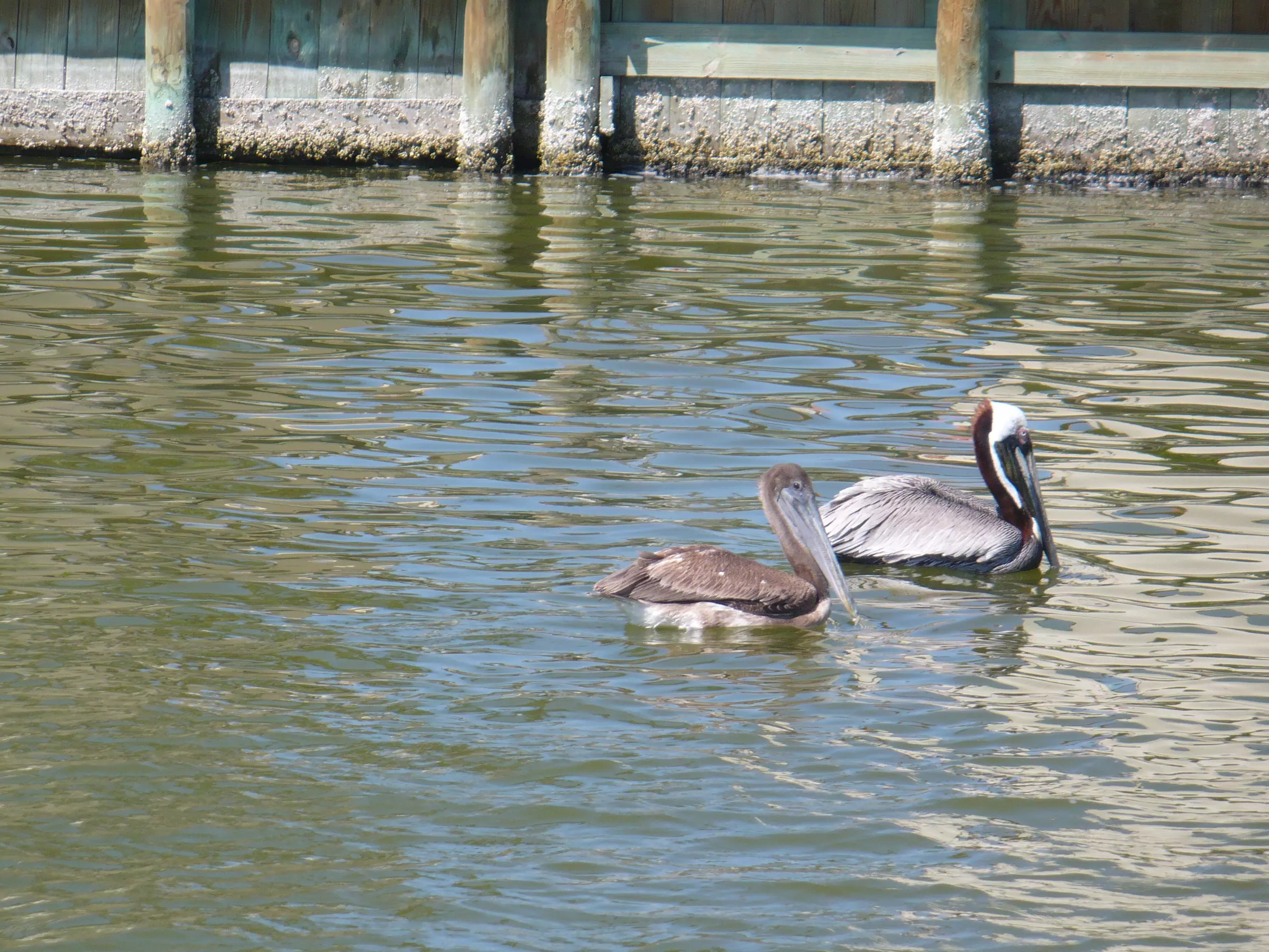 2-Hour Dolphin & Wildlife Eco Cruise in Cocoa Beach