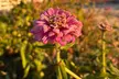 Up to 36% Off on Flower Picking at California Farm Life - Second Medium