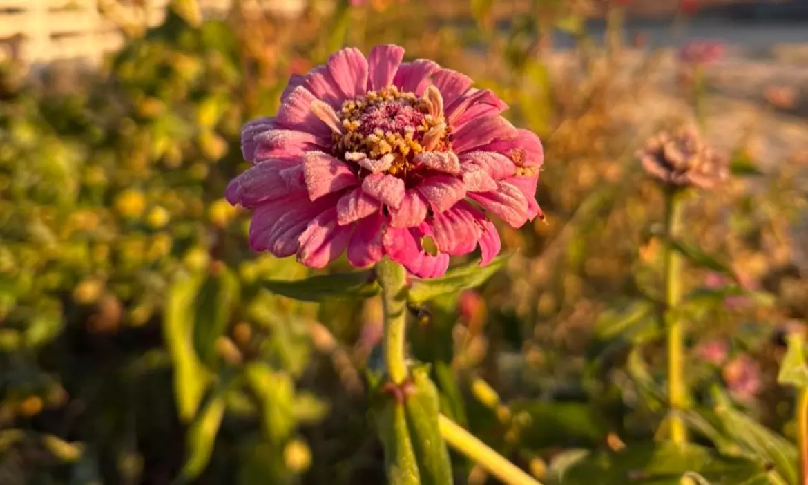Up to 36% Off on Flower Picking at California Farm Life