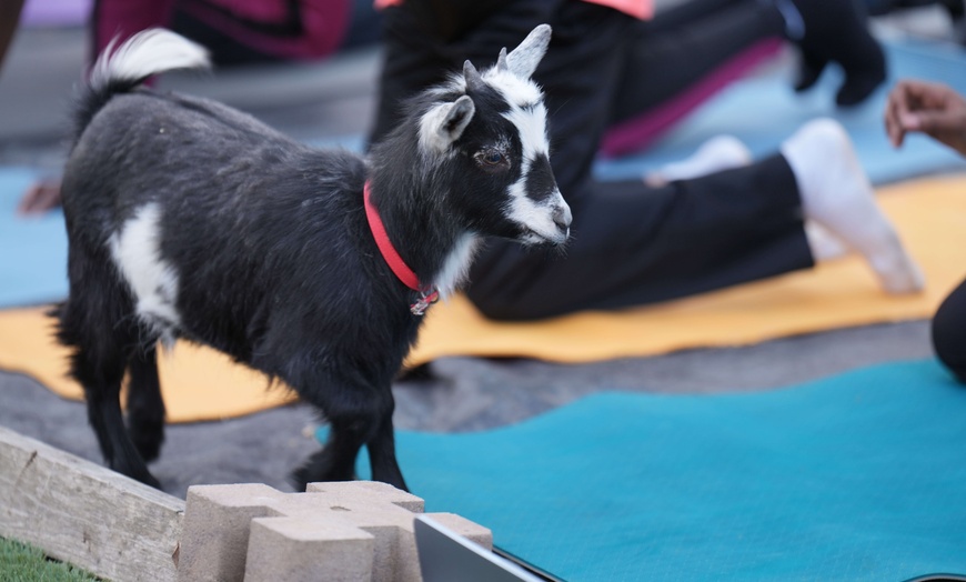 Image 10: Experience Yoga with Goats: Choose from Sessions and Activities