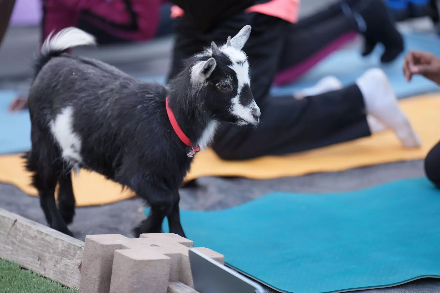 Up to 15% Off on Yoga at GGA Dwarf Goat Yoga