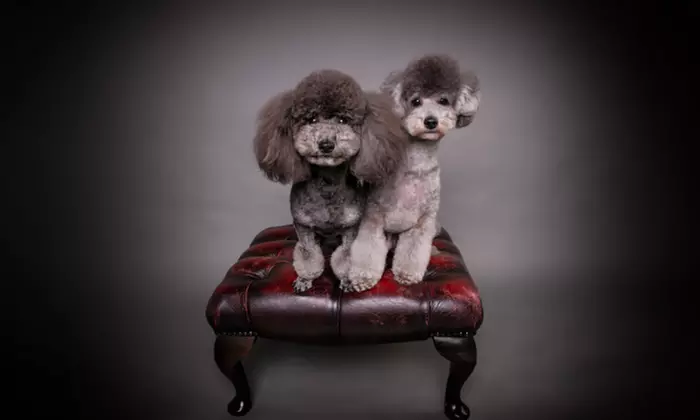 Capture Precious Moments: Pet & Me Photoshoot with Framed 9"x7" Image