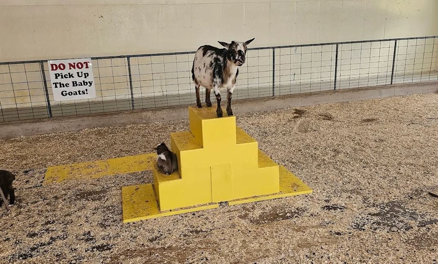 Image 13: Enjoy Family-Friendly Green Meadows Petting Farm in Milwaukee Area