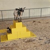 Image 13: Enjoy Family-Friendly Green Meadows Petting Farm in Milwaukee Area
