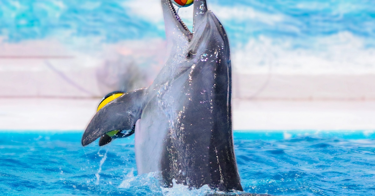 Double The Fun: Dubai Aquarium W Penguin Cove + Choice Of Attraction Double The Fun: Dubai Aquarium W Penguin Cove + Choice Of Attraction