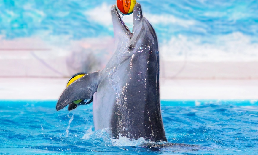 Image 8: Double the Fun: Dubai Aquarium w/ Penguin Cove + Choice of Attraction