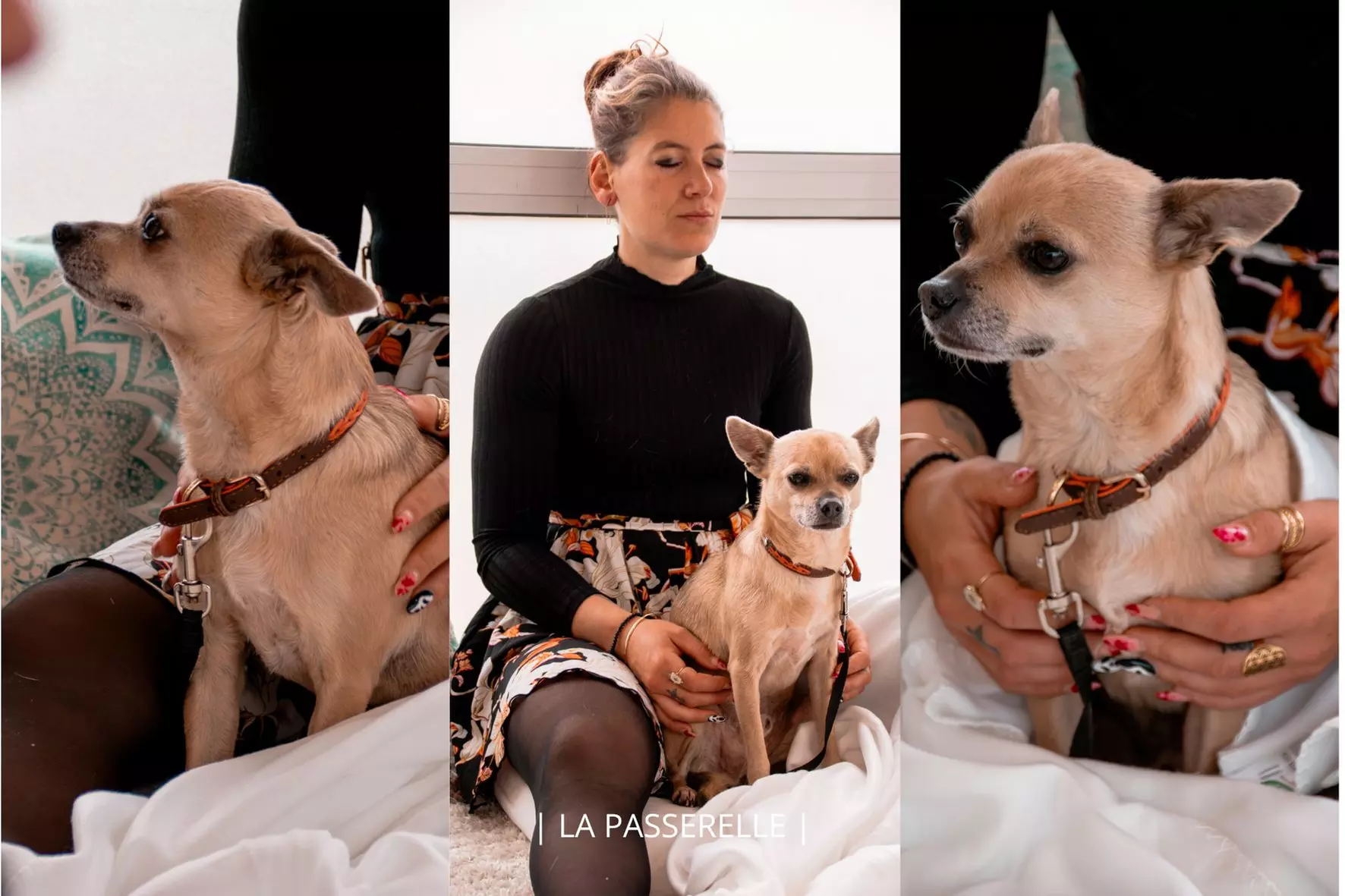 Soin Reiki animal ou communication animale avec La Passerelle