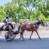Image 2: Central Park Horse Carriage Tour – NYC