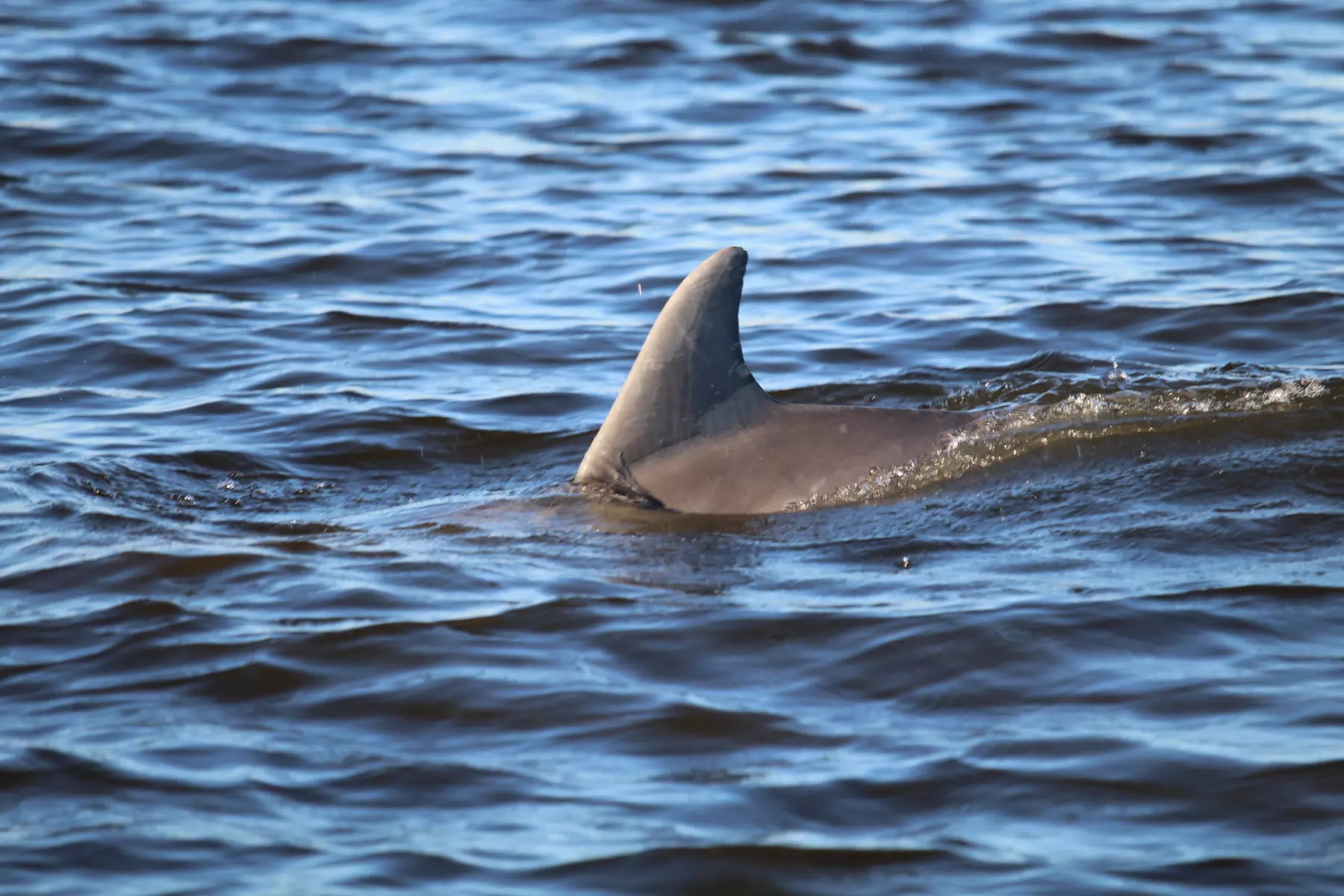 Private Sightseeing & Dolphin Tours – Oak Island & Southport