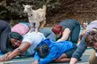 Explore unique yoga and activities at GGA Dwarf Goat Yoga with up to 25% off, including goat yoga, hiking, and more - Second Medium