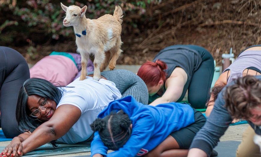 Image 2: Experience Yoga with Goats: Choose from Sessions and Activities