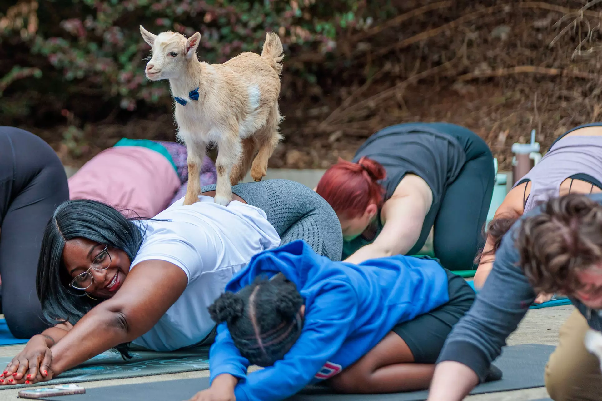 Experience Yoga with Goats: Choose from Sessions and Activities