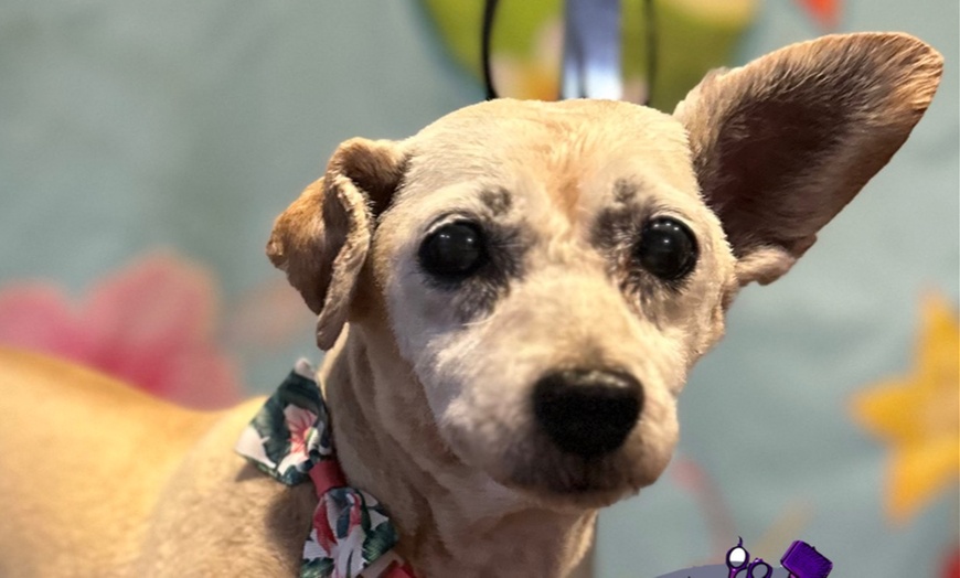 Image 11: Full Grooming Package: X-Small, Small, Medium, Large or X-Large Dogs