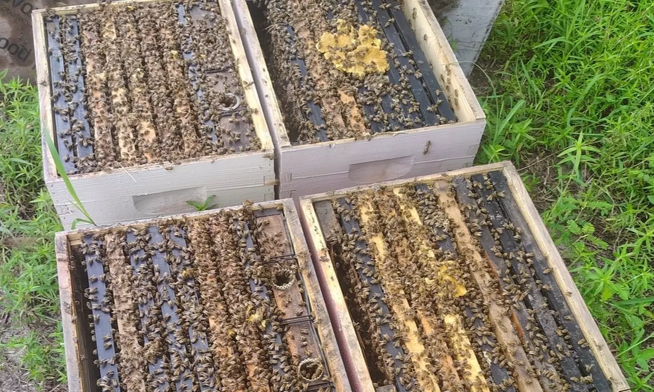 Enjoy Hive Tour, Farm Immersion, and Vineyard Walk