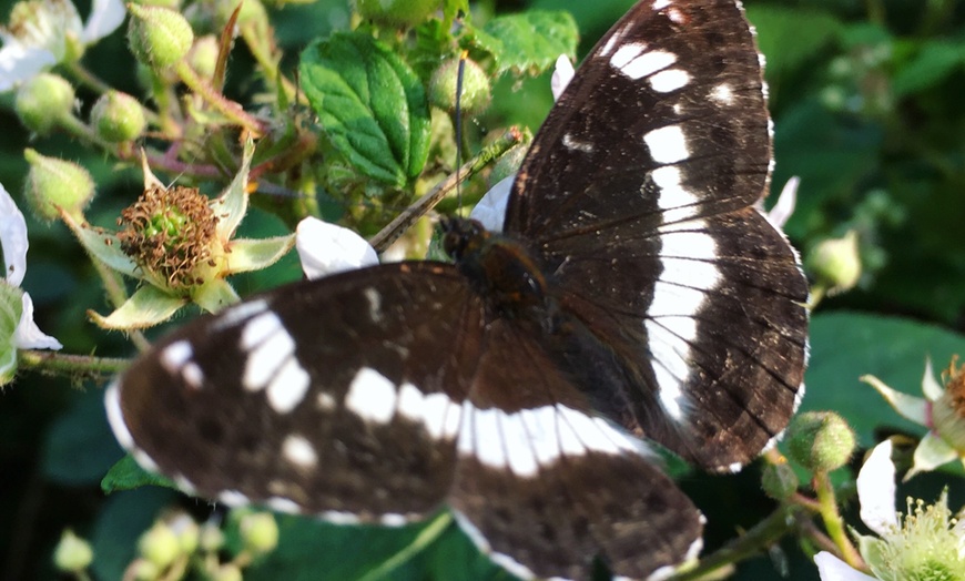 Image 7: Wildlife Experience in the Mendips by Wilder Skies