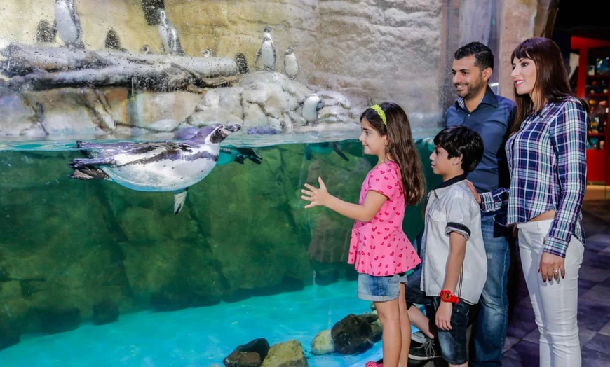 Image 3: Marine Magic Awaits: Dubai Aquarium & Penguin Cove for 1, 2, or 4! 