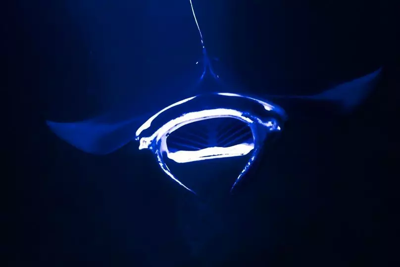 Up to 26% Off on One Hour Boat Tour with Manta Snorkel for 1, 2 or 6 at Ninth Island Nation - Second Medium