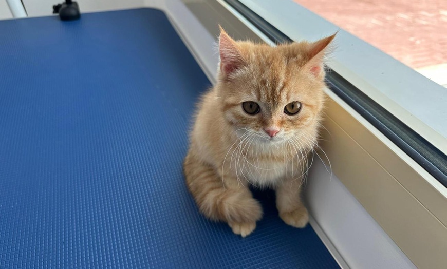 Image 4: Full Grooming for Furry Friends - Cat, Small, or Medium Dog