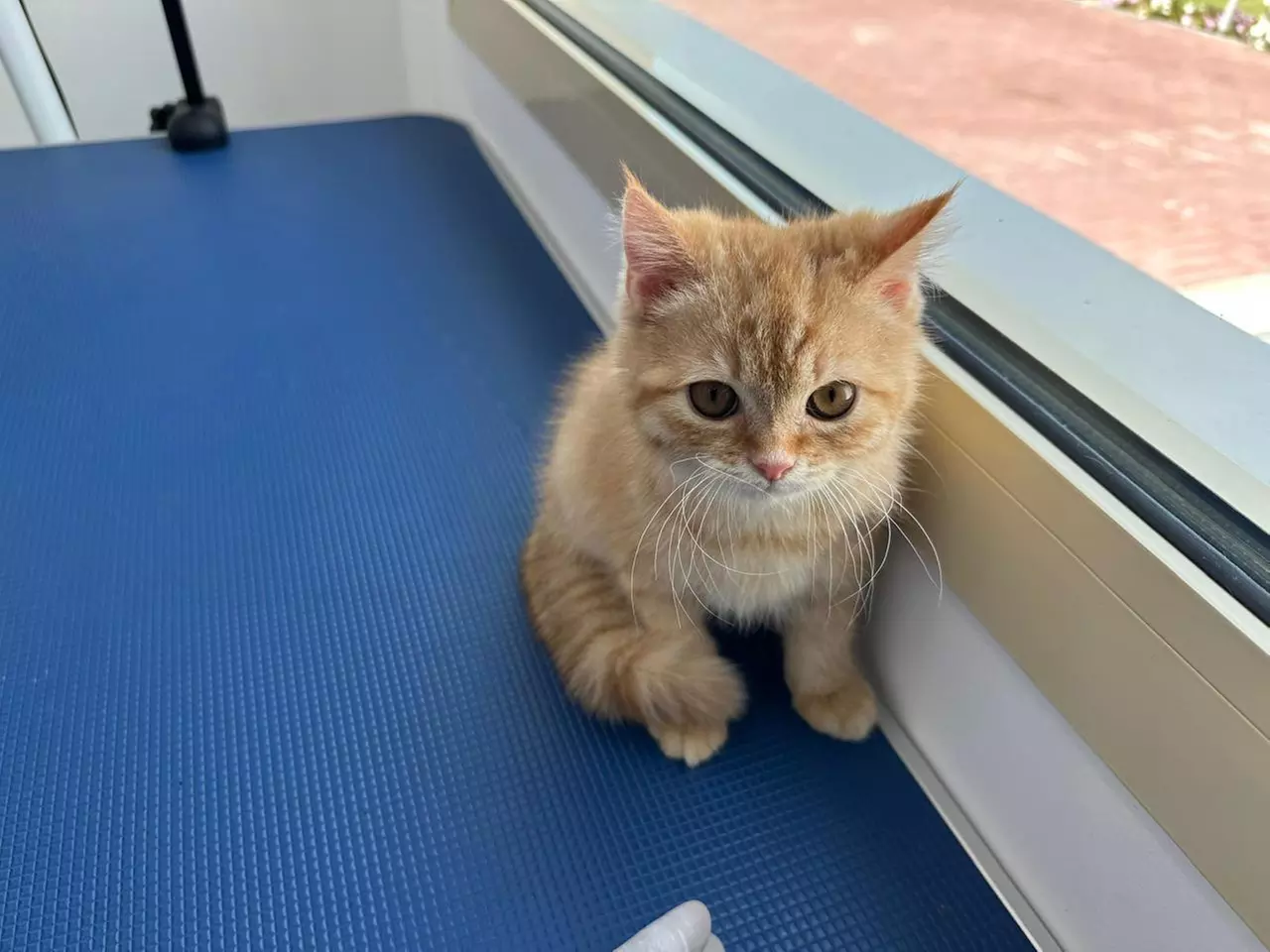 Full Grooming for Furry Friends - Cat, Small, or Medium Dog; Includes Bath, Brushing, Haircut, or More - Image 4