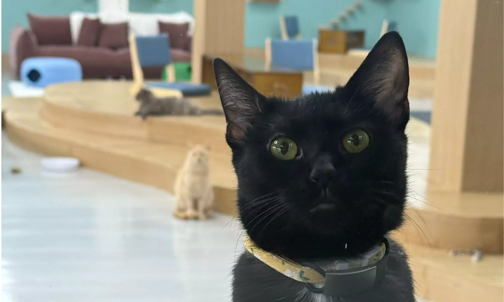 Cat Meditation & Yoga | 3 Pack