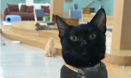 Cat Meditation & Yoga | 3 Pack - Luna Cat Collective
