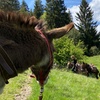 Image 3: Jusqu'à 40% de remise sur Équitation - Loisir chez Le Col De La Molède À Cheval