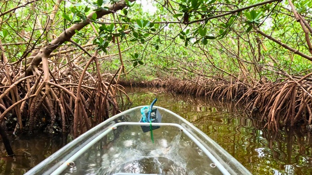 What to expect media