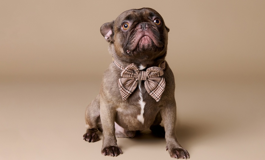 Image 1: Up to 75% Off on Photo Shoot - Pet at Emotion Studio