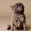 Image 1: Up to 75% Off on Photo Shoot - Pet at Emotion Studio