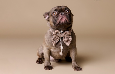 One-hour pet photoshoot with 8'' print - Emotion Studio