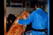 Join the Martial Arts Adventure at Van Jango Studio with Classes in Jiu Jitsu & Muay Thai (Up to 45% Off) - Second Medium