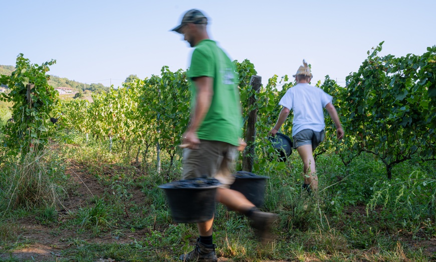 Image 2: Randonnée et dégustation de vin avec Frederic Berne Domaine viticole