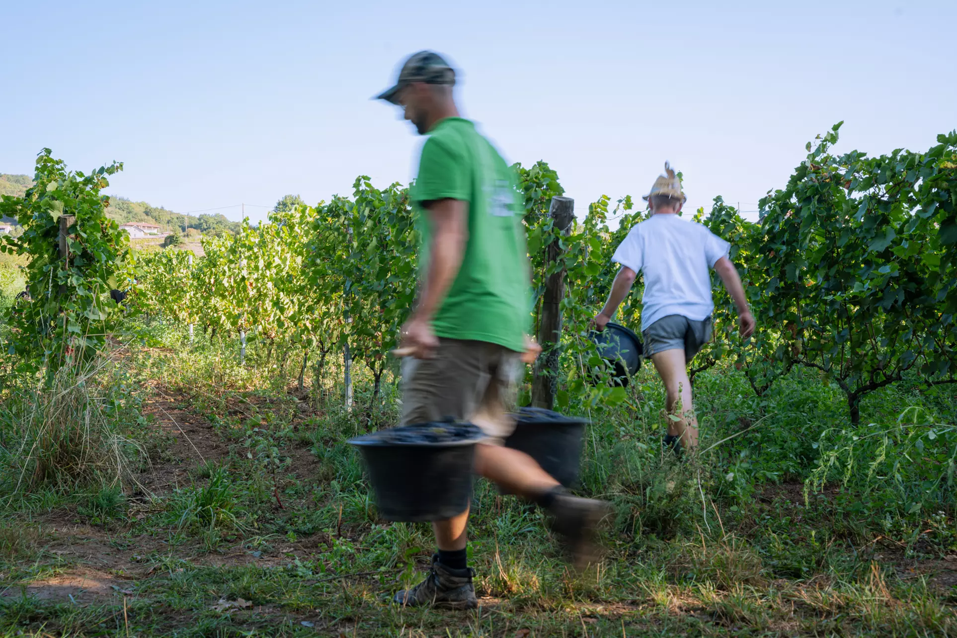 Randonnée et dégustation de vin au Château des Vergers