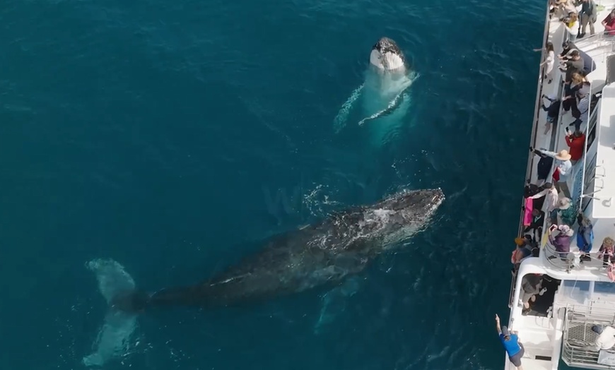 Image 4: Up to 30% Off on Ferry (Transportation) at Freedom Ecotours Pty Ltd