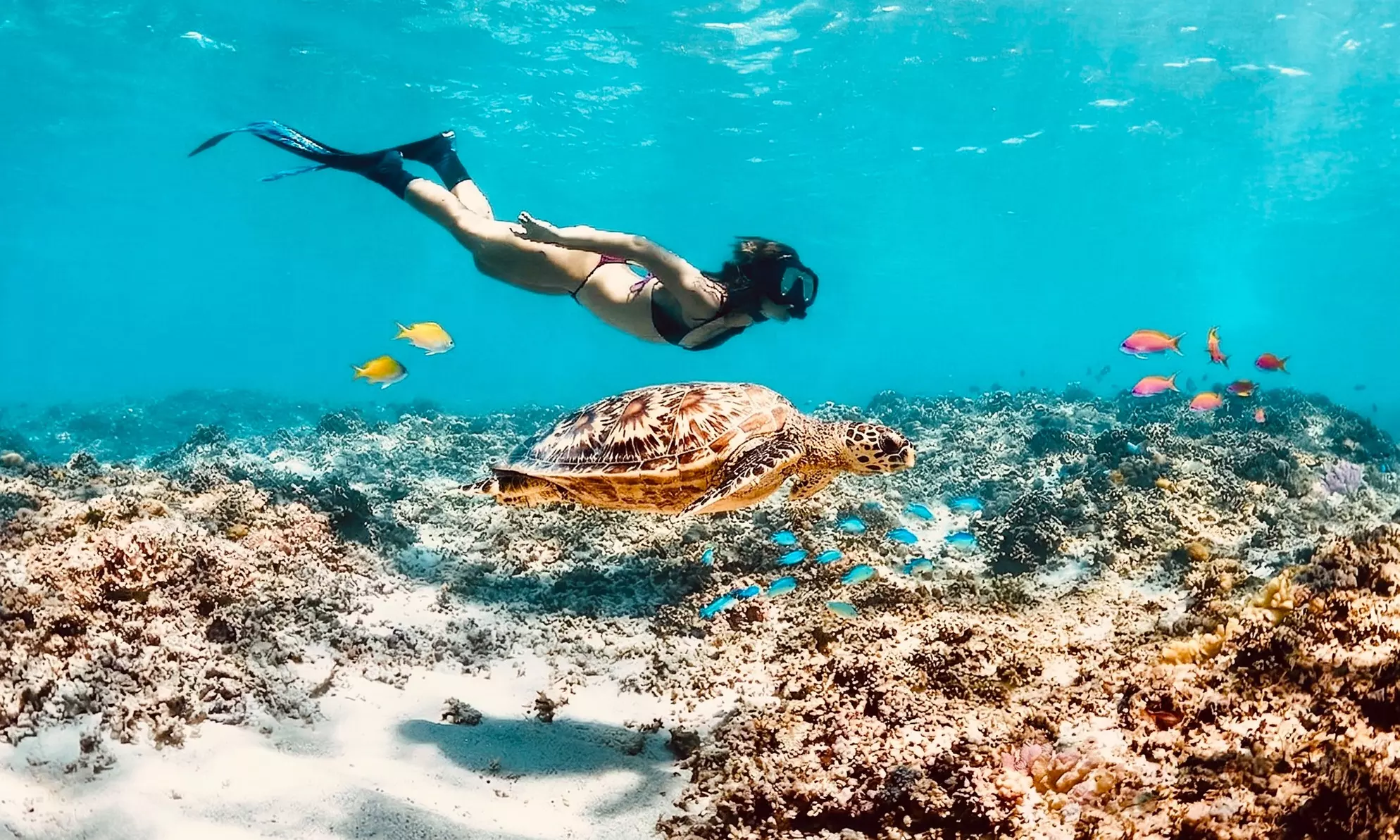 Up to 43% Off Turtle Canyon Snorkel Sail – Waikiki Adventure