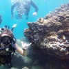 Image 1: Explore Honolulu’s Underwater Wonders: Try Scuba Diving's Guided Scuba Tours with Gear & Videos- Up to 66% Off