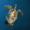 Image 5: Up to 45% Off on Snorkeling at Hawaii Apex Charters