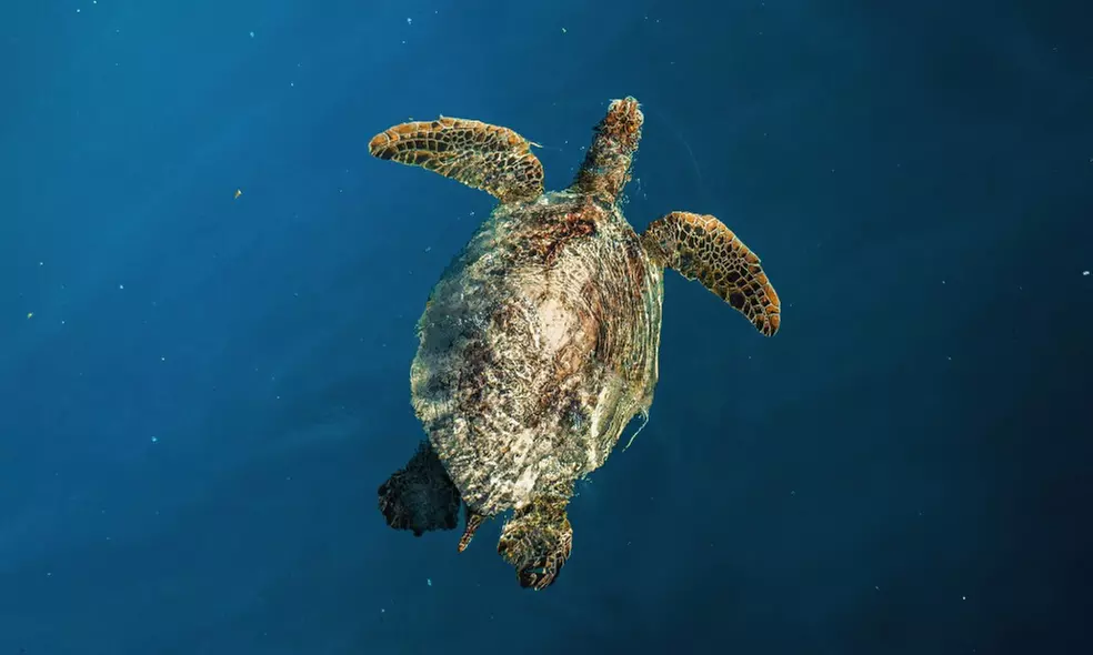 Up to 50% Off on Snorkeling at Hawaii Apex Charters
