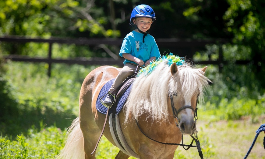 Image 3: Private Horseback Riding Lessons at SNS Equine