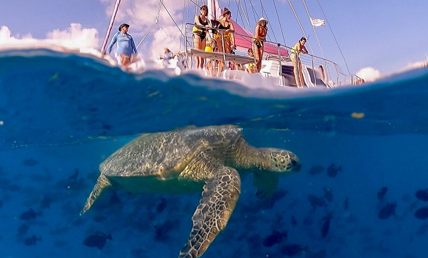 Image 3: Waikiki's Turtle Snorkeling Boat Cruise at Waikiki Snorkel Company